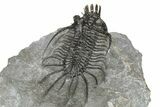 Large, Spiny Quadrops Trilobite - Top Quality Preparation #267220-4